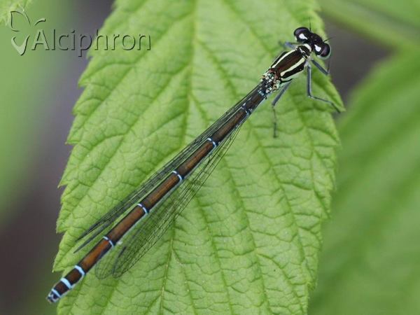 Coenagrion puella