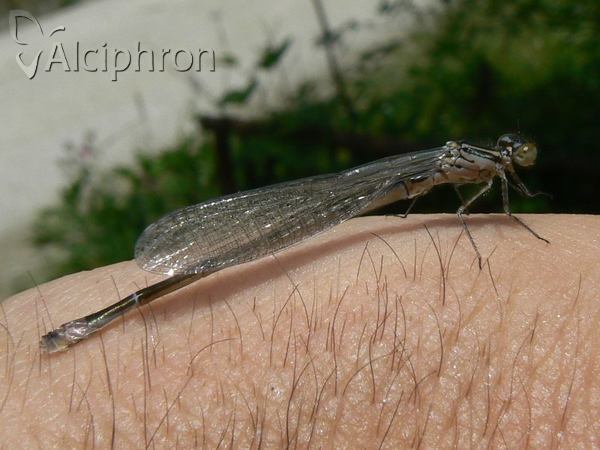 Coenagrion puella