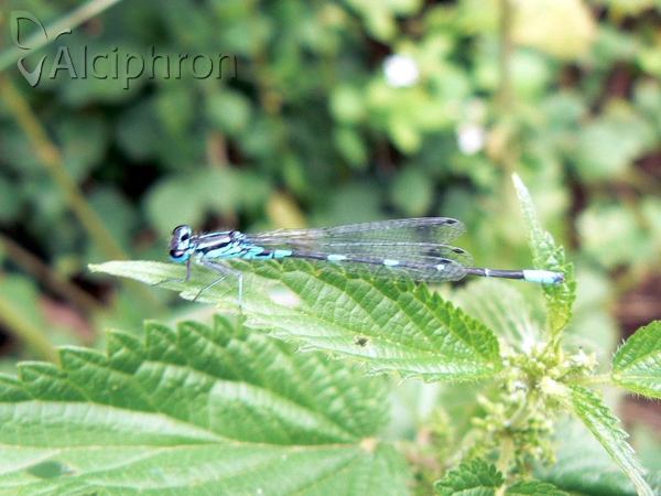Coenagrion pulchellum