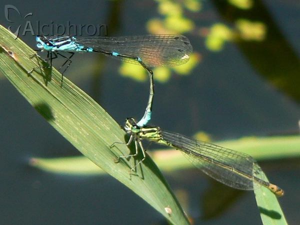 Coenagrion pulchellum