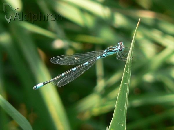 Coenagrion pulchellum