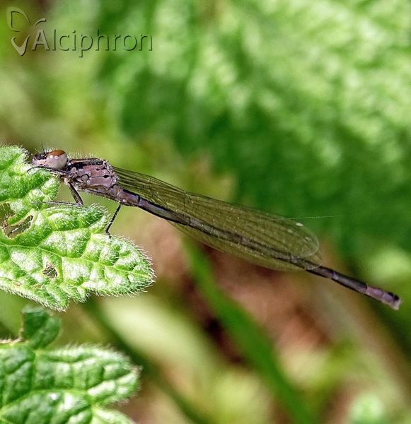 Coenagrion pulchellum