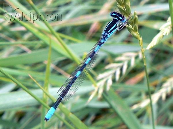 Coenagrion scitulum