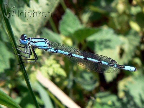 Enallagma cyathigerum