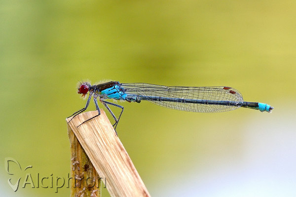 Erythromma najas