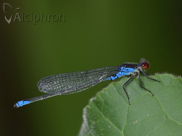 Erythromma viridulum