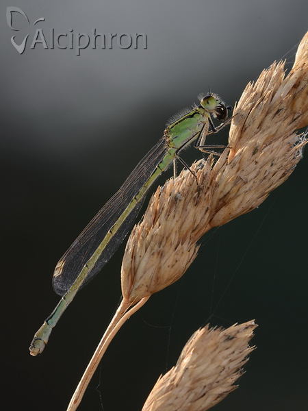 Ischnura elegans