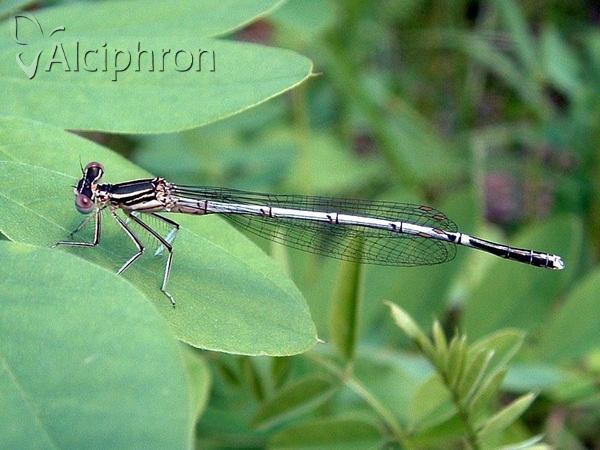 Platycnemis pennipes