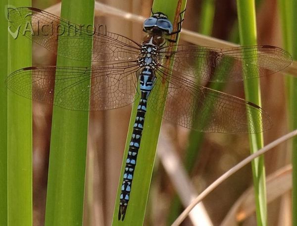 Aeshna affinis