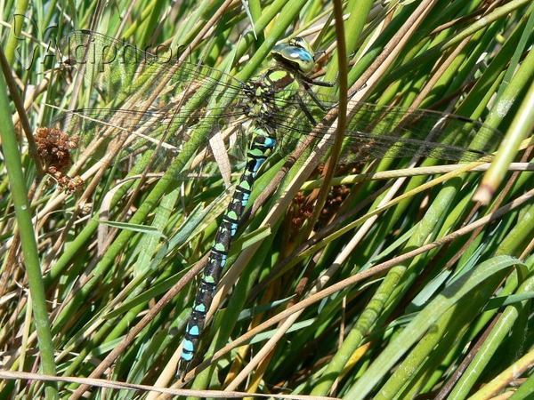 Aeshna cyanea
