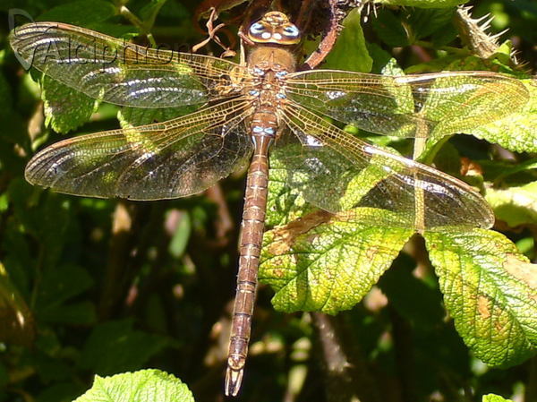 Aeshna grandis