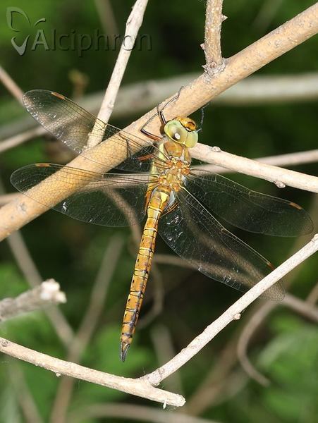 Aeshna isoceles