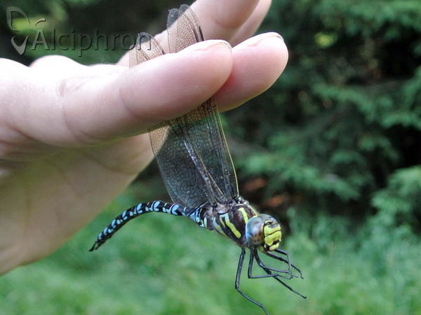 Aeshna juncea