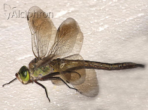 Anax parthenope