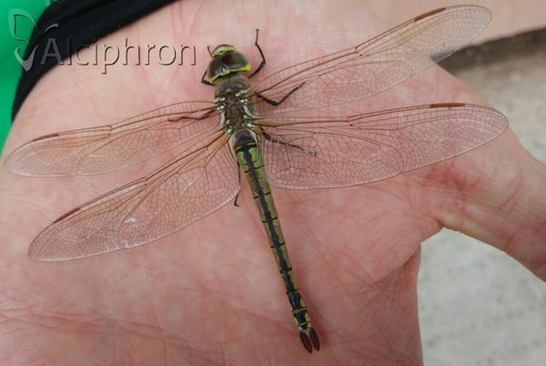 Anax ephippiger