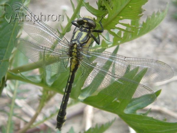 Gomphus vulgatissimus