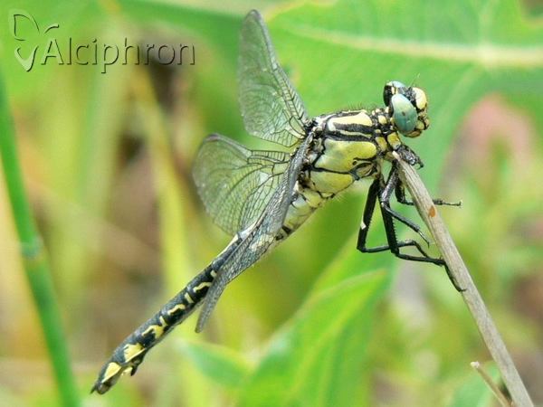 Gomphus vulgatissimus