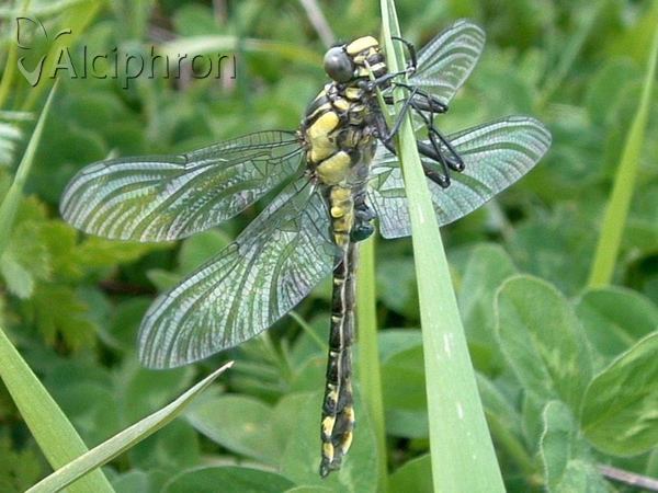Gomphus vulgatissimus