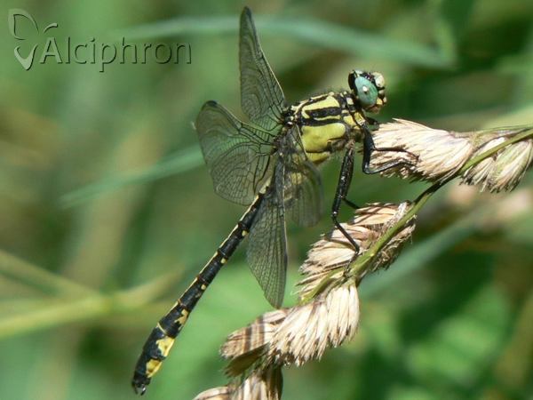 Gomphus vulgatissimus