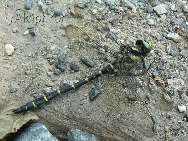 Cordulegaster bidentata