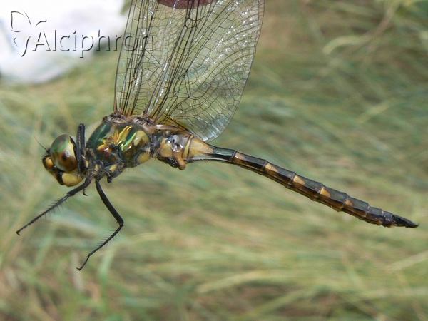 Somatochlora flavomaculata