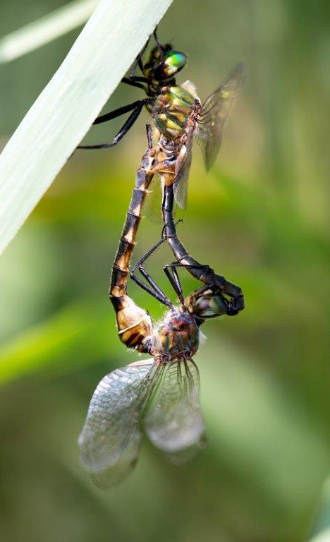 Somatochlora flavomaculata