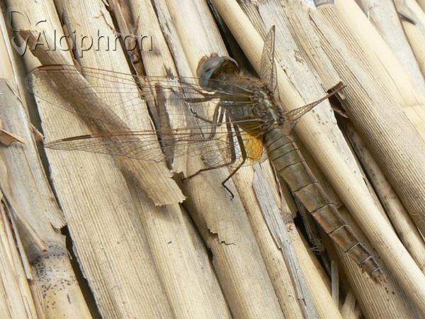 Crocothemis erythraea