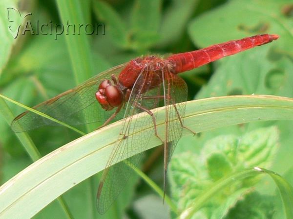 Crocothemis erythraea
