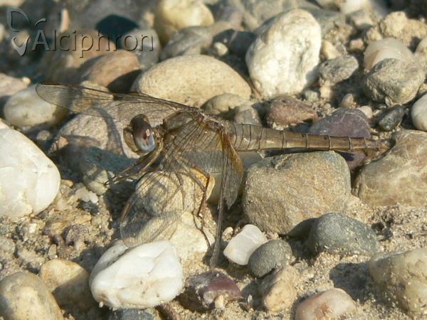 Crocothemis erythraea