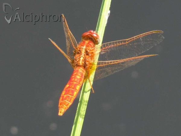 Crocothemis erythraea