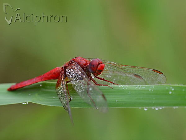 Crocothemis erythraea