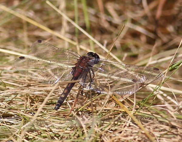 Leucorrhinia dubia