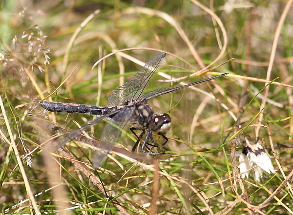 Leucorrhinia dubia