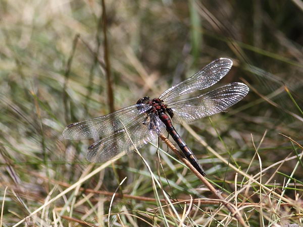 Leucorrhinia dubia