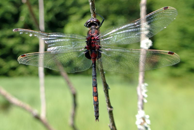 Leucorrhinia dubia