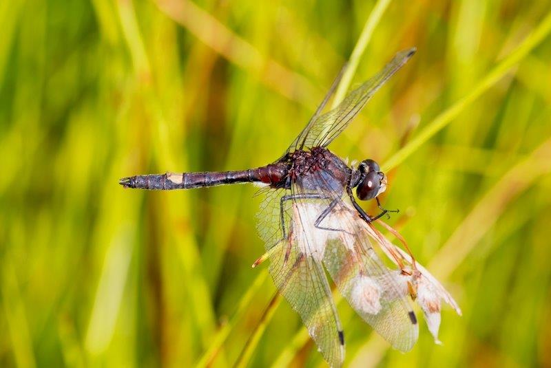 Leucorrhinia pectoralis