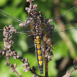 Leucorrhinia pectoralis