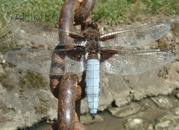 Libellula depressa