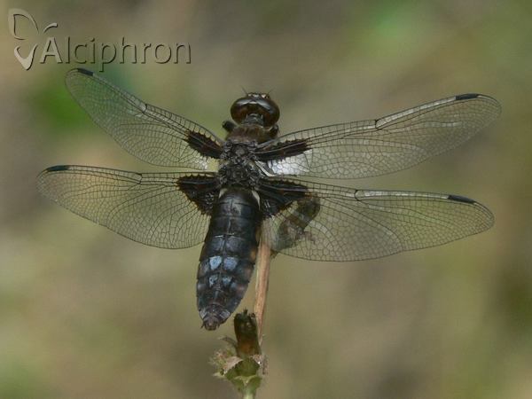Libellula depressa