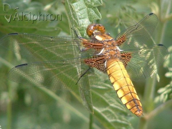 Libellula depressa