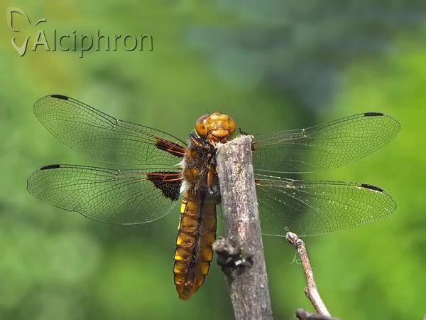 Libellula depressa