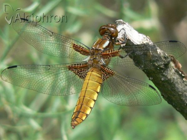 Libellula depressa