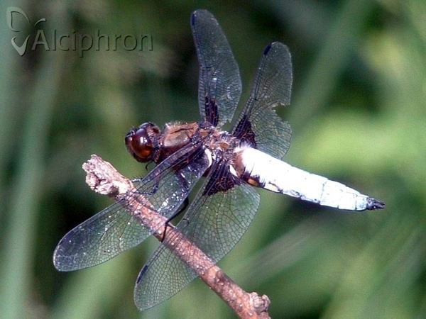 Libellula depressa