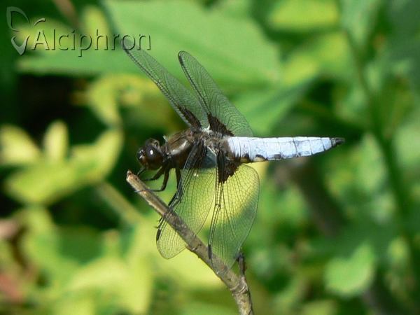 Libellula depressa
