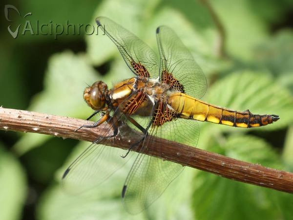 Libellula depressa