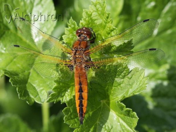 Libellula fulva