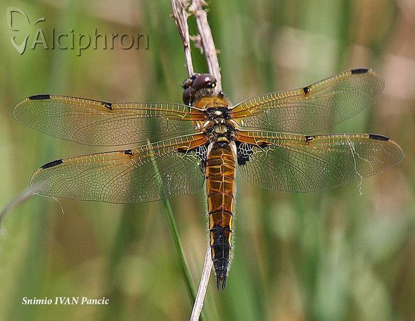 Libellula quadrimaculata