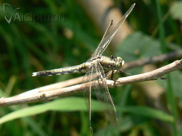 Orthetrum albistylum