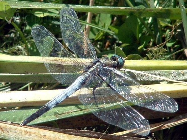 Orthetrum albistylum