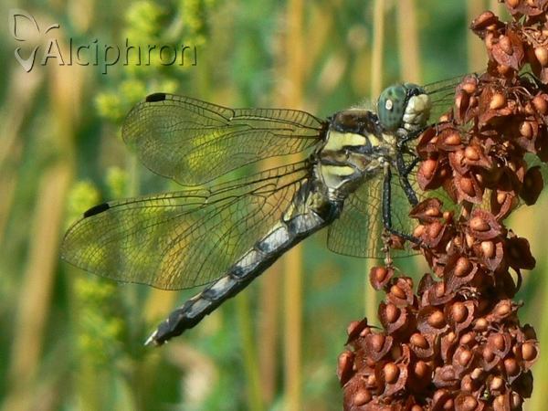 Orthetrum albistylum